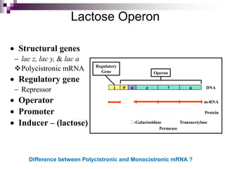 Lactose Operon
 Structural genes
 lac z, lac y, & lac a
Polycistronic mRNA
 Regulatory gene
 Repressor
 Operator
 Promoter
 Inducer – (lactose)
i
Operon
Regulatory
Gene
p o z y a DNA
m-RNA
-Galactosidase
Permease
Transacetylase
Protein
Difference between Polycistronic and Monocistronic mRNA ?
 