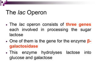 The lac Operon
 The lac operon consists of three genes
each involved in processing the sugar
lactose
 One of them is the gene for the enzyme β-
galactosidase
 This enzyme hydrolyses lactose into
glucose and galactose
 