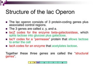 Structure of the lac Operon
 The lac operon consists of 3 protein-coding genes plus
associated control regions.
 The 3 genes are called z, y, and a.
 lacZ codes for the enzyme beta-galactosidase, which
splits lactose into glucose plus galactose.
 lacY codes for a “permease” protein that allows lactose
to enter the cell
 lacA codes for an enzyme that acetylates lactose.
Together these three genes are called the “structural
genes”.
i p o z y a
 