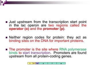  Just upstream from the transcription start point
in the lac operon are two regions called the
operator (o) and the promoter (p).
 Neither region codes for protein: they act as
binding sites on the DNA for important proteins.
 The promoter is the site where RNA polymerase
binds to start transcription. Promoters are found
upstream from all protein-coding genes.
i p o z y a
 