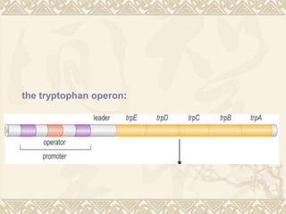 the tryptophan operon:
 