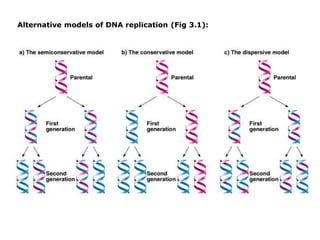 Alternative models of DNA replication (Fig 3.1):
 