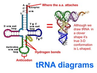 Trna Code Translation | PPT