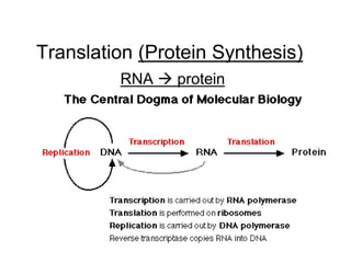 Translation (Protein Synthesis)
RNA  protein
 