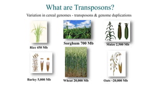 Transposons | PPTX