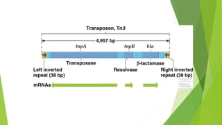 Transposons