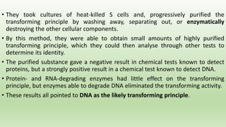 • They took cultures of heat-killed S cells and, progressively purified the
transforming principle by washing away, separating out, or enzymatically
destroying the other cellular components.
• By this method, they were able to obtain small amounts of highly purified
transforming principle, which they could then analyse through other tests to
determine its identity.
• The purified substance gave a negative result in chemical tests known to detect
proteins, but a strongly positive result in a chemical test known to detect DNA.
• Protein- and RNA-degrading enzymes had little effect on the transforming
principle, but enzymes able to degrade DNA eliminated the transforming activity.
• These results all pointed to DNA as the likely transforming principle.
 