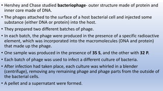 • Hershey and Chase studied bacteriophage- outer structure made of protein and
inner core made of DNA.
• The phages attached to the surface of a host bacterial cell and injected some
substance (either DNA or protein) into the host.
• They prepared two different batches of phage.
• In each batch, the phage were produced in the presence of a specific radioactive
element, which was incorporated into the macromolecules (DNA and protein)
that made up the phage.
• One sample was produced in the presence of 35 S, and the other with 32 P.
• Each batch of phage was used to infect a different culture of bacteria.
• After infection had taken place, each culture was whirled in a blender
(centrifuge), removing any remaining phage and phage parts from the outside of
the bacterial cells.
• A pellet and a supernatant were formed.
 
