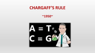 CHARGAFF’S RULE
~1950~
 