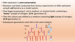 • DNA replication is semi-conservative.
• Meselson and Stahl conducted their famous experiments on DNA replication
using E. coli bacteria as a model system.
• They began by growing E. coli in medium, or nutrient broth, containing a
"heavy" isotope of nitrogen, 15 N. (generation 0)
• Then the culture was shifted to a medium containing light isotope of nitrogen,
14 N (generation 1).
• Subsequent generations were left in the same medium.
 