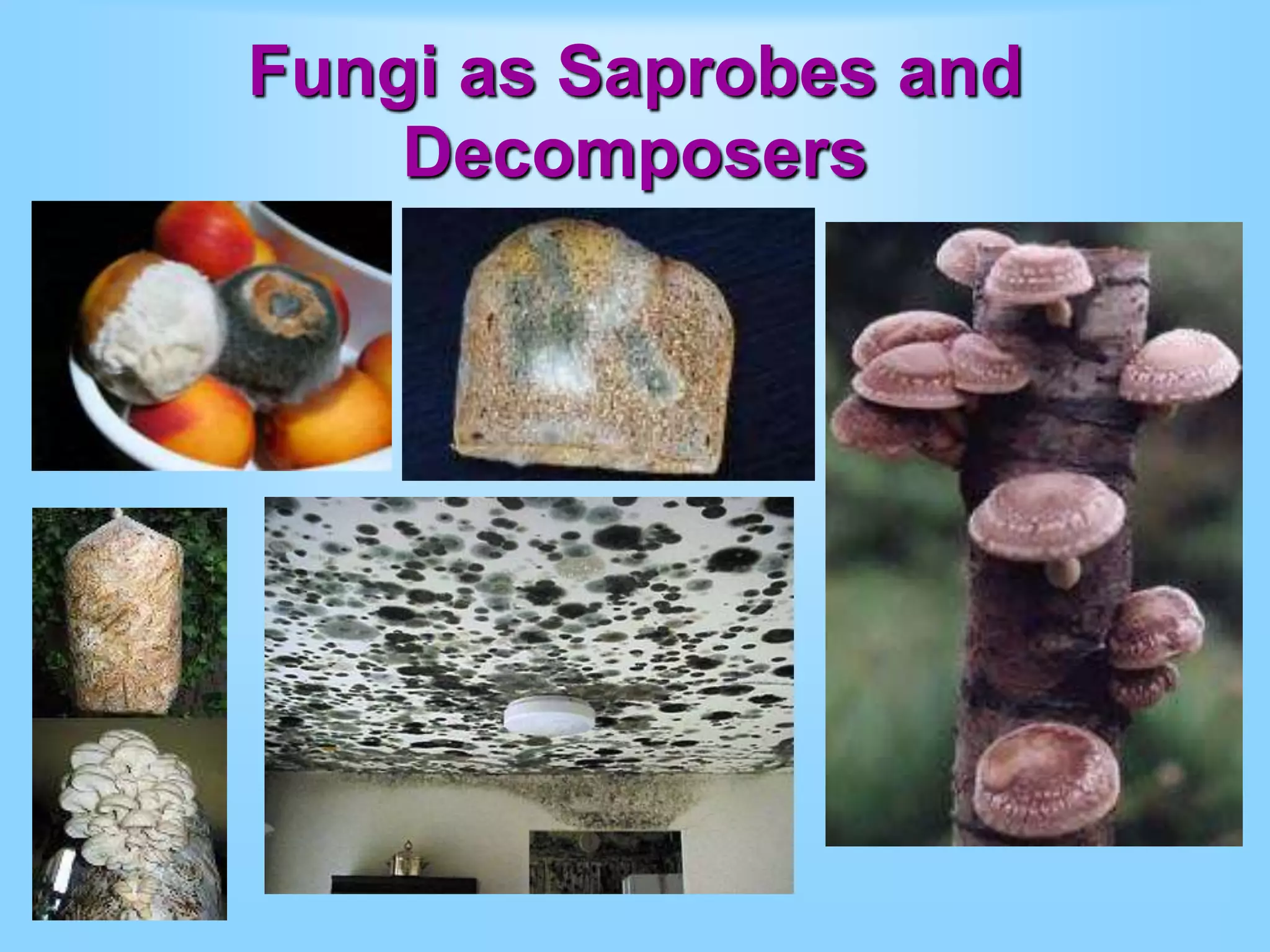 Fungi as Saprobes and
Decomposers
 