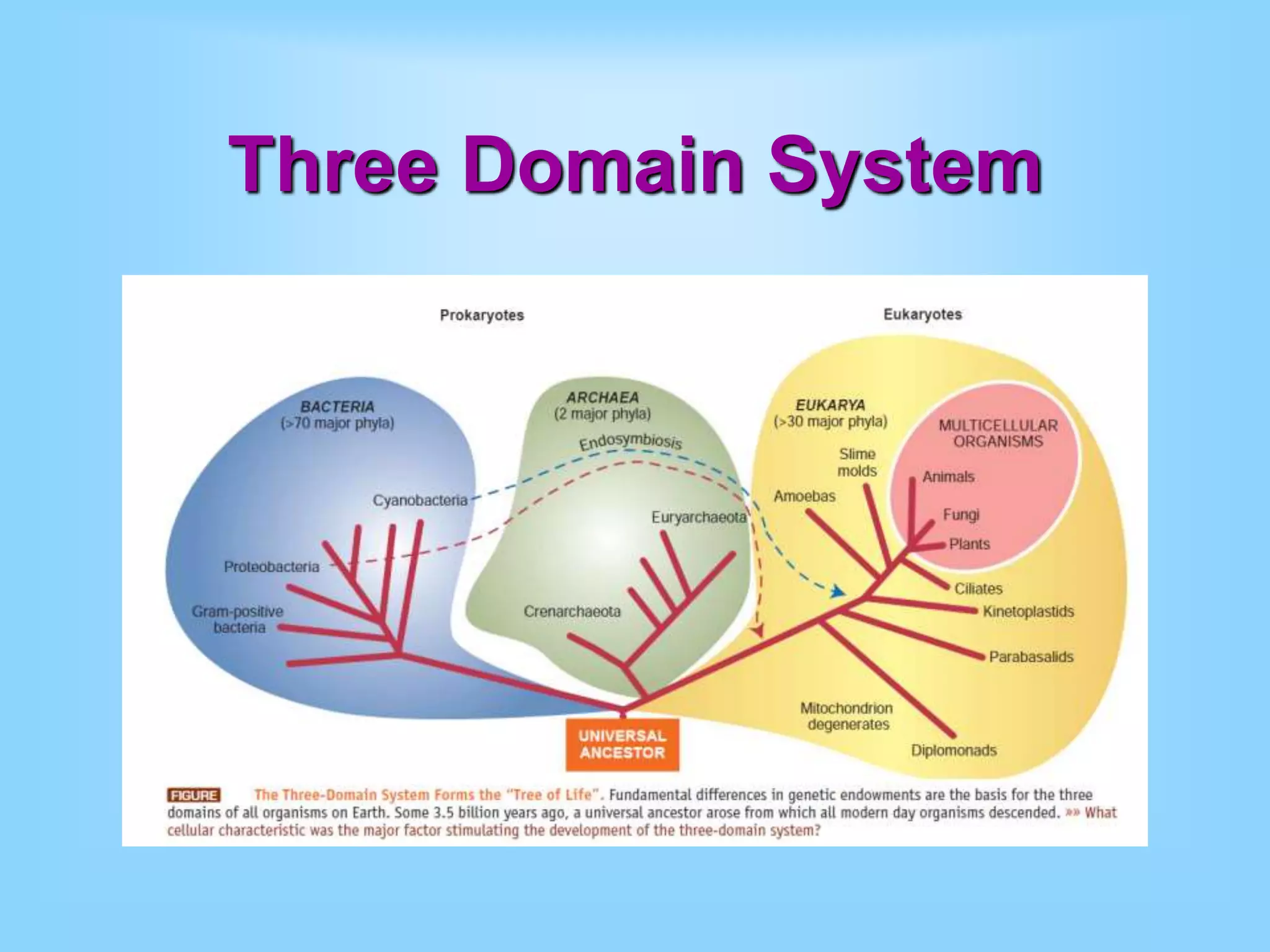 Three Domain System
 