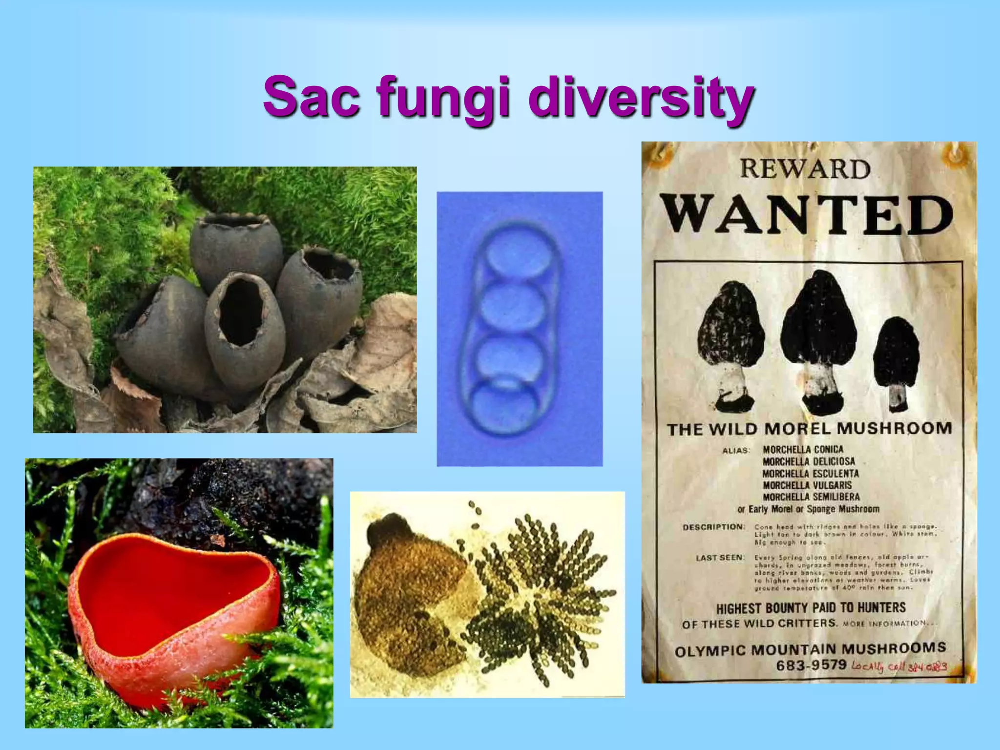 Sac fungi diversity
 