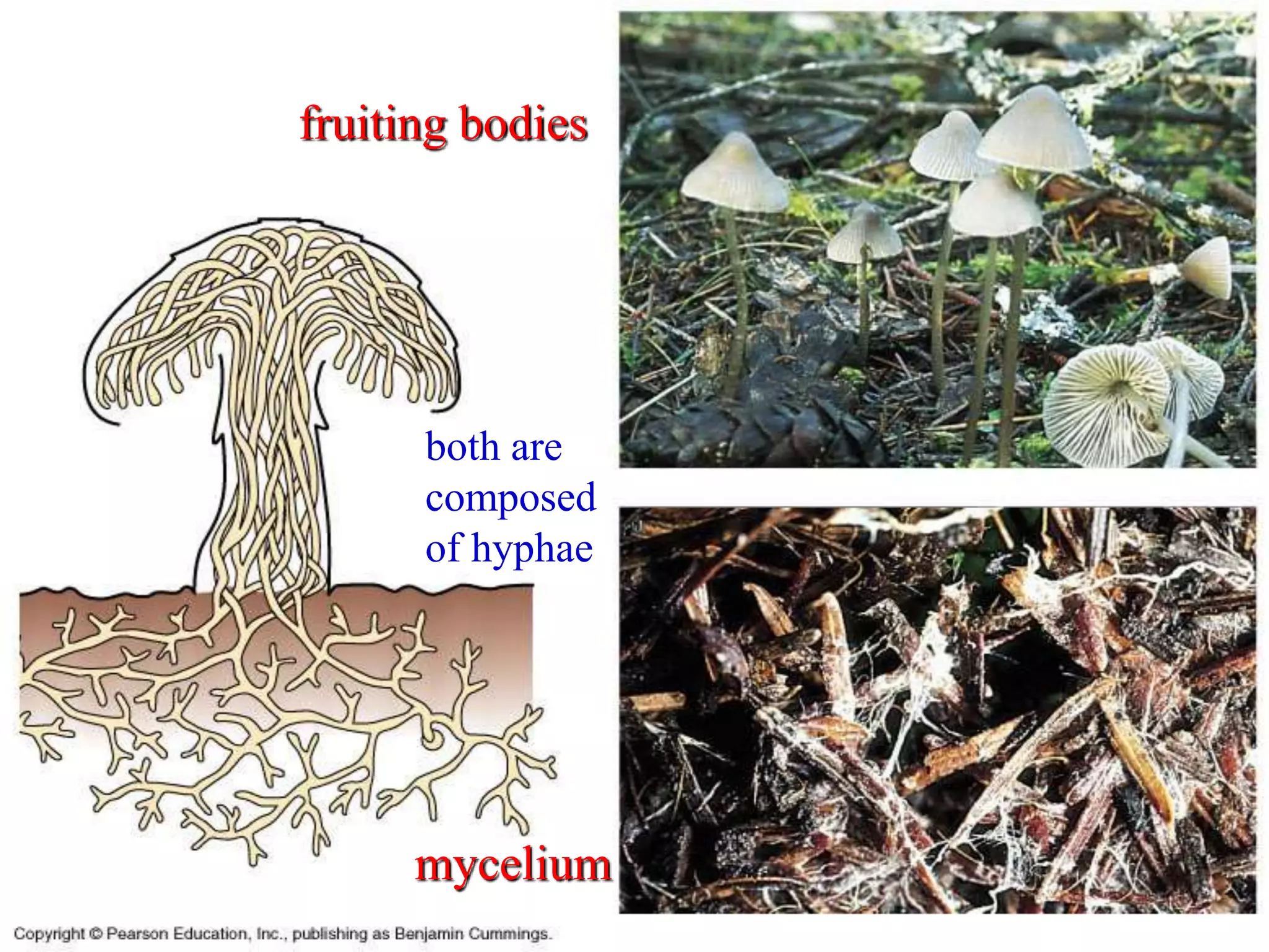 mycelium
fruiting bodies
both are
composed
of hyphae
 