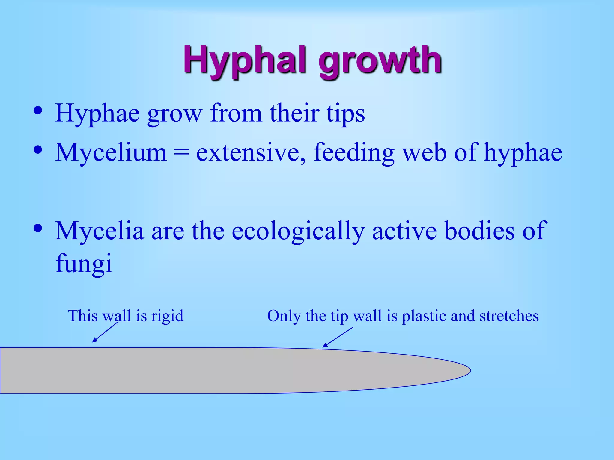 Hyphal growth
• Hyphae grow from their tips
• Mycelium = extensive, feeding web of hyphae
• Mycelia are the ecologically active bodies of
fungi
This wall is rigid Only the tip wall is plastic and stretches
 