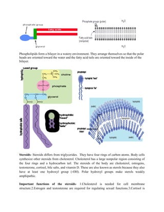 Phospholipids form a bilayer in a watery environment. They arrange themselves so that the polar
heads are oriented toward the water and the fatty acid tails are oriented toward the inside of the
bilayer.
Steroids- Steroids differs from triglycerides. They have four rings of carbon atoms. Body cells
synthesize other steroids from cholesterol. Cholesterol has a large nonpolar region consisting of
the four rings and a hydrocarbon tail. The steroids of the body are cholesterol, estrogens,
testosterone, cortisol, bile salts, and vitamin D. These are also known as sterols because they also
have at least one hydroxyl group (-OH). Polar hydroxyl groups make sterols weakly
amphipathic.
Important functions of the steroids- 1.Cholesterol is needed for cell membrane
structure.2.Estrogen and testosterone are required for regulating sexual functions.3.Cortisol is
 