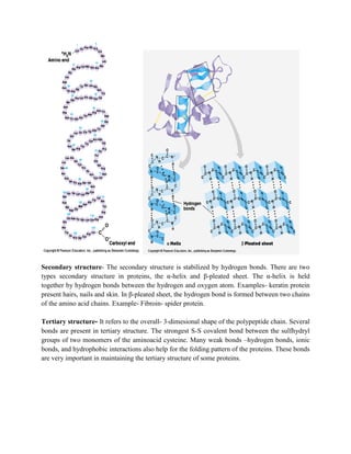 Secondary structure- The secondary structure is stabilized by hydrogen bonds. There are two
types secondary structure in proteins, the α-helix and β-pleated sheet. The α-helix is held
together by hydrogen bonds between the hydrogen and oxygen atom. Examples- keratin protein
present hairs, nails and skin. In β-pleated sheet, the hydrogen bond is formed between two chains
of the amino acid chains. Example- Fibroin- spider protein.
Tertiary structure- It refers to the overall- 3-dimesional shape of the polypeptide chain. Several
bonds are present in tertiary structure. The strongest S-S covalent bond between the sulfhydryl
groups of two monomers of the aminoacid cysteine. Many weak bonds –hydrogen bonds, ionic
bonds, and hydrophobic interactions also help for the folding pattern of the proteins. These bonds
are very important in maintaining the tertiary structure of some proteins.
 