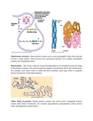 Quarternary structure- Some proteins contain two or more polypeptide chains that associate
to form a single protein. These proteins have quaternary structure. For example, hemoglobin
contains four polypeptide chains.
Denaturation – This occurs when the normal bonding patterns are disturbed causing the shape
of the protein to change. This can be caused by changes in temperature, pH or salt concentration.
For example, acid causes milk to curdle and heat (cooking) causes egg white to coagulate
because the proteins within them denature.
Other kinds of proteins- Simple proteins contain only amino acids. Conjugated proteins
contain other kinds of molecules. For example- glycoproteins, nucleoproteins contain nucleic
acids, and lipoprotein contains lipids.
 