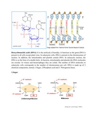 Deoxyribonucleic acid: (DNA): It is the molecule of heredity. It functions as the genes.DNA is
present in all cells except plant virus. In eukaryotic cells, DNA is present in the chromosomes of
nucleus. In addition, the mitochondria and plastids contain DNA. In eukaryotic nucleus, the
DNA is in the form of a double helix. In bacteria, mitochondria and plastids the DNA molecules
are circular. In viruses and bacteriophages they are coiled. The number of DNA molecules in
eukaryotic cells corresponds to the number of chromosomes per cell. DNA is made up of 3
chemical components, namely 1.Sugar, 2.Phospharic acid and 3. Nitrogenous bases.
1.Sugar:
 