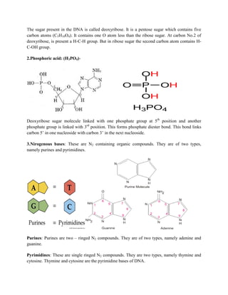 The sugar present in the DNA is called deoxyribose. It is a pentose sugar which contains five
carbon atoms (C5H10O4). It contains one O atom less than the ribose sugar. At carbon No.2 of
deoxyribose, is present a H-C-H group. But in ribose sugar the second carbon atom contains H-
C-OH group.
2.Phosphoric acid: (H3PO4)-
Deoxyribose sugar molecule linked with one phosphate group at 5th
position and another
phosphate group is linked with 3rd
position. This forms phosphate diester bond. This bond links
carbon 5’ in one nucleoside with carbon 3’ in the next nucleoside.
3.Nirogenous bases: These are N2 containing organic compounds. They are of two types,
namely purines and pyrimidines.
Purines: Purines are two – ringed N2 compounds. They are of two types, namely adenine and
guanine.
Pyrimidines: These are single ringed N2 compounds. They are two types, namely thymine and
cytosine. Thymine and cytosine are the pyrimidine bases of DNA.
 