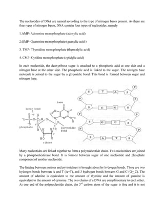 The nucleotides of DNA are named according to the type of nitrogen bases present. As there are
four types of nitrogen bases, DNA contain four types of nucleotides, namely
1.AMP- Adenosine monophosphate (adenylic acid)
2.GMP- Guanosine monophosphate (guanylic acid )
3. TMP- Thymidine monophosphate (thymodylic acid)
4. CMP- Cytidine monophosphate (cytidylic acid)
In each nucleotide, the deoxyribose sugar is attached to a phosphoric acid at one side and a
nitrogen base at the other side. The phosphoric acid is linked to the sugar. The nitrogen base
molecule is joined to the sugar by a glycosidic bond. This bond is formed between sugar and
nitrogen base.
Many nucleotides are linked together to form a polynucleotide chain. Two nucleotides are joined
by a phosphodiesterase bond. It is formed between sugar of one nucleotide and phosphate
component of another nucleotide.
The linking between purines and pyrimidines is brought about by hydrogen bonds. There are two
hydrogen bonds between A and T (A=T), and 3 hydrogen bonds between G and C (G= C). The
amount of adenine is equivalent to the amount of thymine and the amount of guanine is
equivalent to the amount of cytosine. The two chains of a DNA are complimentary to each other.
At one end of the polynucleotide chain, the 3rd
carbon atom of the sugar is free and it is not
 