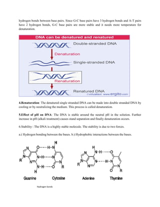 hydrogen bonds between base pairs. Since G-C base pairs have 3 hydrogen bonds and A-T pairs
have 2 hydrogen bonds, G-C base pairs are more stable and it needs more temperature for
denaturation.
4.Renaturation: The denatured single stranded DNA can be made into double stranded DNA by
cooling or by neutralizing the medium. This process is called denaturation.
5.Effect of pH on DNA: The DNA is stable around the neutral pH in the solution. Further
increase in pH (alkali treatment) causes stand separation and finally denaturation occurs.
6.Stability : The DNA is a highly stable molecule. The stability is due to two forces.
a.( Hydrogen bonding between the bases. b.) Hydrophobic interactions between the bases.
Hydrogen bonds
 