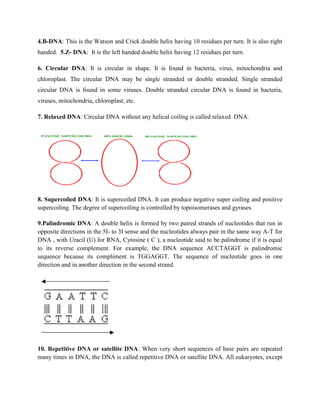4.B-DNA: This is the Watson and Crick double helix having 10 residues per turn. It is also right
handed. 5.Z- DNA: It is the left handed double helix having 12 residues per turn.
6. Circular DNA: It is circular in shape. It is found in bacteria, virus, mitochondria and
chloroplast. The circular DNA may be single stranded or double stranded. Single stranded
circular DNA is found in some viruses. Double stranded circular DNA is found in bacteria,
viruses, mitochondria, chloroplast, etc.
7. Relaxed DNA: Circular DNA without any helical coiling is called relaxed DNA.
8. Supercoiled DNA: It is supercoiled DNA. It can produce negative super coiling and positive
supercoiling. The degree of supercoiling is controlled by topoisomerases and gyrases.
9.Palindromic DNA: A double helix is formed by two paired strands of nucleotides that run in
opposite directions in the 5I- to 3I sense and the nucleotides always pair in the same way A-T for
DNA , with Uracil (U) for RNA, Cytosine ( C ), a nucleotide said to be palindrome if it is equal
to its reverse complement. For example, the DNA sequence ACCTAGGT is palindromic
sequence because its compliment is TGGAGGT. The sequence of nucleotide goes in one
direction and in another direction in the second strand.
10. Repetitive DNA or satellite DNA: When very short sequences of base pairs are repeated
many times in DNA, the DNA is called repetitive DNA or satellite DNA. All eukaryotes, except
 