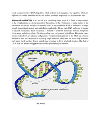 yeast, contain repetitive DNA. Repetitive DNA is absent in prokaryotes. The repetitive DNA can
replicate but cannot transcribe mRNA for protein synthesis. Repetitive DNA is therefore inert.
Ribonucleic acid (RNA): It is a nucleic acid containing ribose sugar. It is found in large amount
in the cytoplasm and at a lesser amount in the nucleus. In the cytoplasm it is found mainly in the
ribosomes and in the nucleus it is mainly found in the nucleolus. RNA is formed of a single
strand. It consists of several units called ribo-nucleotides. Hence each RNA molecule is formed
of several nucleotides. Each nucleotide is formed of different molecules, namely phosphate,
ribose sugar and nitrogen base. The nitrogen bases are purines and pyrimidines. The purine bases
present in the RNA are adenine and guanine. The pyrimidines present in the RNA are cytosine
and uracil. The RNA molecule is normally single stranded, sometimes the stand may be folded
back upon itself and this double strand may be coiled to form a helical structure like that of
DNA. In RNA purines and pyrimidines are not present in equal amount.
RNA structure
 
