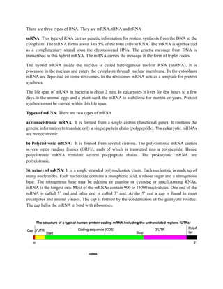 There are three types of RNA. They are mRNA, tRNA and rRNA
mRNA: This type of RNA carries genetic information for protein synthesis from the DNA to the
cytoplasm. The mRNA forms about 3 to 5% of the total cellular RNA. The mRNA is synthesized
as a complimentary strand upon the chromosomal DNA. The genetic message from DNA is
transcribed in this hybrid mRNA. The mRNA carries the message in the form of triplet codes.
The hybrid mRNA inside the nucleus is called heterogenous nuclear RNA (hnRNA). It is
processed in the nucleus and enters the cytoplasm through nuclear membrane. In the cytoplasm
mRNA are deposited on some ribosomes. In the ribosomes mRNA acts as a template for protein
synthesis.
The life span of mRNA in bacteria is about 2 min. In eukaryotes it lives for few hours to a few
days.In the animal eggs and a plant seed, the mRNA is stabilized for months or years. Protein
synthesis must be carried within this life span.
Types of mRNA: There are two types of mRNA
a)Monocistronic mRNA: It is formed from a single cistron (functional gene). It contains the
genetic information to translate only a single protein chain (polypeptide). The eukaryotic mRNAs
are monocistronic.
b) Polycistronic mRNA: It is formed from several cistrons. The polycistronic mRNA carries
several open reading frames (ORFs), each of which is translated into a polypeptide. Hence
polycistronic mRNA translate several polypeptide chains. The prokaryotic mRNA are
polycistronic.
Structure of mRNA: It is a single stranded polynucleotide chain. Each nucleotide is made up of
many nucleotides. Each nucleotide contains a phosphoric acid, a ribose sugar and a nitrogenous
base. The nitrogenous base may be adenine or guanine or cytosine or uracil.Among RNAs,
mRNA is the longest one. Most of the mRNAs contain 900 to 15000 nucleotides. One end of the
mRNA is called 5’ end and other end is called 3’ end. At the 5’ end a cap is found in most
eukaryotes and animal viruses. The cap is formed by the condensation of the guanylate residue.
The cap helps the mRNA to bind with ribosomes.
mRNA
 