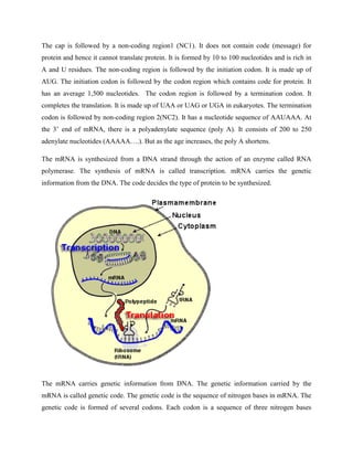 The cap is followed by a non-coding region1 (NC1). It does not contain code (message) for
protein and hence it cannot translate protein. It is formed by 10 to 100 nucleotides and is rich in
A and U residues. The non-coding region is followed by the initiation codon. It is made up of
AUG. The initiation codon is followed by the codon region which contains code for protein. It
has an average 1,500 nucleotides. The codon region is followed by a termination codon. It
completes the translation. It is made up of UAA or UAG or UGA in eukaryotes. The termination
codon is followed by non-coding region 2(NC2). It has a nucleotide sequence of AAUAAA. At
the 3’ end of mRNA, there is a polyadenylate sequence (poly A). It consists of 200 to 250
adenylate nucleotides (AAAAA….). But as the age increases, the poly A shortens.
The mRNA is synthesized from a DNA strand through the action of an enzyme called RNA
polymerase. The synthesis of mRNA is called transcription. mRNA carries the genetic
information from the DNA. The code decides the type of protein to be synthesized.
The mRNA carries genetic information from DNA. The genetic information carried by the
mRNA is called genetic code. The genetic code is the sequence of nitrogen bases in mRNA. The
genetic code is formed of several codons. Each codon is a sequence of three nitrogen bases
 