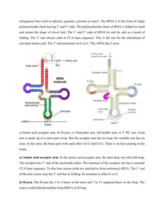 nitrogenous base such as adenine, guanine, cytosine or uracil. The tRNA is in the form of single
polynucleotide chain having 3’ and 5’ ends. The polynucleotide chain of tRNA is folded on itself
and attains the shape of clover leaf. The 3’ and 5’ ends of tRNA lie side by side as a result of
folding. The 3’ end always ends in CCA base sequence. This is the site for the attachment of
activated amino acid. The 5’ end terminates in G or C. The t RNA has 5 arms.
a.Amino acid acceptor arm, b) D-arm, c) Anticodon arm, d)Variable arm, e) T ΨC arm. Each
arm is made up of a stem and a loop. But the acceptor arm has no loop; the variable arm has no
stem. In the stem, the bases pair with each other (A-U and G-C). There is no base pairing in the
loops.
a) Amino acid acceptor arm: In the amino acid acceptor arm, the stem does not end with loop.
The acceptor has 3’ end of the nucleotide chain. The terminus of the acceptor site has a constant
CCA base sequence. To this base amino acids are attached to form aminoacyl tRNA. The 5’ end
of the arm comes near the 3’ end due to folding. Its terminus is either G or C.
b) D.arm: The D arm has 3 to 4 bases in the stem and 7 to 11 unpaired bases in the loop. The
loop is called dihydrouridine loop (DHU) or D-loop.
 