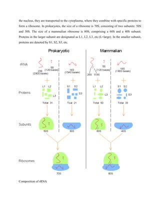 the nucleus, they are transported to the cytoplasma, where they combine with specific proteins to
form a ribosome. In prokaryotes, the size of a ribosome is 70S, consisting of two subunits: 50S
and 30S. The size of a mammalian ribosome is 80S, comprising a 60S and a 40S subunit.
Proteins in the larger subunit are designated as L1, L2, L3, etc.(L=large). In the smaller subunit,
proteins are denoted by S1, S2, S3, etc.
Composition of rRNA
 
