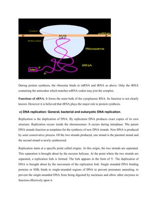 During protein synthesis, the ribosome binds to mRNA and tRNA as above. Only the tRNA
containing the anticodon which matches mRNA codon may join the complex.
Functions of rRNA; It forms the main bulk of the cytoplasmic RNA. Its function is not clearly
known. However it is believed that rRNA plays the major role in protein synthesis.
c) DNA replication: General, bacterial and eukaryotic DNA replication.
Replication is the duplication of DNA. By replication DNA produces exact copies of its own
structure. Replication occurs inside the chromosomes. It occurs during interphase. The parent
DNA strands function as templates for the synthesis of new DNA strands. New DNA is produced
by semi conservative process. Of the two strands produced, one strand is the parental strand and
the second strand is newly synthesized.
Replication starts at a specific point called origins. At this origin, the two strands are separated.
This separation is brought about by the enzyme helicase. At the point where the two strands are
separated, a replication fork is formed. The fork appears in the form of Y. The duplication of
DNA is brought about by the movement of the replication fork. Single stranded DNA binding
proteins or SSB, binds to single-stranded regions of DNA to prevent premature annealing, to
prevent the single-stranded DNA from being digested by nucleases and allow other enzymes to
function effectively upon it.
 
