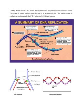 Leading strand- In one DNA strand, the daughter strand is synthesized as a continuous strand.
This strand is called leading strand because it is synthesized first. The leading strand is
synthesized continuously in the 5’ 3’ direction by DNA polymerase.
DNA replication Bidirectional replication
 