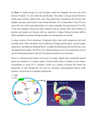 G1 Phase: G stands for gap. It is the first phase within the interphase, from the end of the
previous M phase. It is also called the growth phase. This phase is the gap period between a
mitotic phase and the S phase of the cycle. This period starts immediately after division. The
daughter cells grow and increase in size during this phase. It is a longer phase. It lasts for even
years. The nerve cells remain permanently in G1 phase. Generally, this stage lasts for 25 to 50%
of the total interphase. During this phase 20amino acids are formed, from which millions of
proteins and enzymes are formed, which are required in S phase. During this phase mRNA,
rRNA and tRNAs are formed. During this phase new cell organelles are formed.
G1 phase consists of four sub-phases: Competence (g1a), entry (g1b), progression (g1c) and
assembly (g1d). These sub-phases may be affected by limiting growth factors, nutrient supply,
temperature, and additional inhibiting factors. A rapidly dividing human cell which divides every
24h spends 9h in G1 phase. The DNA in a G1 diploid eukaryotic cell is 2n, meaning there are two
sets of chromosomes present in the cell. The genetic material exists as chromatin.
There is a restriction point present at the end of G1 phase. Signals from extracellular growth
factors are transducer in a typical manner. Growth factors bind to receptors on the surface.
Accumulation of cyclin D’s is essential. Cyclins are a family of proteins that control the
progression of cells through the cell cycle by activating cyclin-dependent kinases (Cdk)
enzymes. Cyclin D acts as a mitogenic signal sensor.
 