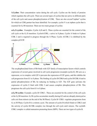 1.Cyclins: Their concentration varies during the cell cycle. Cyclins are the family of proteins
which regulates the cell cycle. There are several types of cyclins that are active in different parts
of the cell cycle and causes phosphorylization of CDK. There are also several”orphan” cyclins
for which no CDK partner has been identified. For example, cyclin F is an orphan cyclin that is
essential for G2/M transition. There are two main groups of cyclins:
a.G1/S cyclins: Examples- Cyclin A,D and E. These cyclins are essential for the control of the
cell cycle at the G1/S transition. CyclinA/CDK 2- active in S phase. Cyclin A binds to S phase
CDK 2 and is required to progress through the S Phase. Cyclin A/CDK 2 is inhibited by the
complex p21CIP.
The un-phophorylated form of Rb binds with E2F family of transcription factors which controls
expression of several genes involved in cell cycle progression (example-cyclin-E). Rb acts as a
repression, so in complex with E2F it prevents the expression of E2F genes, and this inhibits the
cell progression from G1 to S phase. The binding of cyclin D/CDK4 and cyclin D/CDK 6 lead to
partial phosphorylation of Rb, by reducing its binding to E2F. The E2F gene activates the
expression of cyclin E bind with CDK 2 and causes complete phosphorylation of Rb. This
progresses the cell cycle from G1 to S phase.
a.G2/M cyclins: Example; cyclin B/ CDK1-. These are essential for the control of the cell cycle
at the G2/M transition. G2/M cyclins accumulate steadily during G2 and are abruptly destroyed as
cells exit from mitosis (at the end of the M-Phase). Cyclin B/ CDK1- regulates progression from
G2 to M Phase. Cyclin B is a mitotic cycin. The amount of cyclin B (which binds to CDK1) and
the activity of cyclin B-CDK complex rise through the cell cycle until mitosis. The cyclinB-
CDK1 complex is called maturation promoting factor (MPF). There are two types of cyclin B.
 