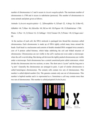 number of chromosomes is 2 and it occurs in Ascaris megalocephala. The maximum number of
chromosomes is 1700 and it occurs in radiolarian (protozoa). The number of chromosomes in
some animals and plants given as follows.
Animals- 1).Ascaris megalocephala = 2, 2)Drosophilia= 8, 3)Toad= 22, 4.)frog= 26, 5) Rat=42,
6)Rabbit= 44, 7) Man= 46, 8)Gorilla= 48, 9)Cow=60. 10) Pigeon= 80, 12) Radiolarian= 1700.
Plants- 1) Pea= 14, 2) Onion=16, 3) Cabbage= 18,4) Tomato=24, 5) Potato =48, 6) Sugar cane=
80.
In the nucleus of each cell, the DNA molecule is packaged into thread-like structures called
chromosomes. Each chromosome is made up of DNA tightly coiled many times around the
beads. Each bead is a nucleosome and consists of double stranded DNA wrapped twice around a
core of 8 protein called histones, which helps stabilizing the coil and folded structure of
chromosome. Chromosomes are not visible in the cell’s nucleus-not even under a microscope-
when the cell is not dividing. But during cell division the tightly packed chromosomes are visible
under a microscope. Each chromosome has a central constricted point called centromere, which
divides the chromosome into two sections, or arms. The short arm is “p arm” and the long arm is
“q arm”. Generally the chromosomes are arranged in pairs. A pair of similar chromosome is
called homologous chromosomes. The somatic cells contain two sets of chromosomes. This
number is called diploid number (2n). The gametes contain only one set of chromosomes. This
number is haploid number and it is represented as n. Sometimes a cell may contain more than
two sets of chromosomes. This number is celled polyploid (3n,4n,5n,etc).
 