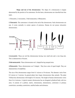 Shape and size of the chromosomes: The shape of a chromosome is largely
determined by the position of its centromere. On this basis, chromosomes are classified into four
types.
1.Telocentric, 2.Acrocentric, 3.Sub-metacentric, 4.Metacentric.
1.Telocentric: The centromere is located at the end of the chromosome. Such chromosomes are
rare. It exists normally in certain species of protozoa. Human do not posses telocentric
chromosomes.
2.Acrocentric: These are rod like chromosomes having very small arm and a very long arm.
This is characteristic of locusts.
3.Sub-metacentric: These chromosomes are L shaped having unequal arms.
4.Metacentric: These chromosomes are V-shaped . They have arms of equal length. They are
characteristics of amphibian.
The size of the chromosomes ranges from 0.1 micron to 30 microns. The diameter varies from
0.2 micron to 2 microns. In general plants have larger chromosomes than animals. The plant
Trillium has chromosomes with length of 32 microns. The length of human chromosomes varies
from 4 to 6 microns. A typical somatic chromosome has an elongated cylindrical body with two
arms. It consists of a pellicle, matrix, chromonema, chromomeres, centromere or primary
constriction, secondary constriction, satellite bodies and telomeres.
 