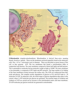 5.Mitochondria (singular-mitochondrion)- Mitochondrion is derived from–mitos meaning
thread, chondrion- granule. These are the membrane-enclosed organelles found in the eukaryotic
cells. Size - 0.5 to 1 micrometer (µm) in diameter. These are described as power houses of the
cell, as they generate ATP. The two membranes that bound a mitochondrion differ in
composition and function. The outer membrane composed of about half lipids and half proteins.
This is permeable to molecules having molecular weight as high as 10,000. The inner membrane
is less permeable, is composed of 20% lipids and 80% proteins. The large number of in folding
of the inner membrane (cristae) increases the surface area. The ATPs are synthesized from fatty
acids and glucose. The complete aerobic degradation of glucose to CO2 and H2O leads to 30
molecules of ATP. In eukaryotic cells, the initial stages of glucose degradation takes place in the
cytosol, where 2 ATP molecules per glucose are generated. The terminal stages of oxidation and
synthesis of ATP are carried out by enzymes in the mitochondrial matrix and inner membrane.
28 ATP molecules per glucose molecule are generated in mitochondria.
 