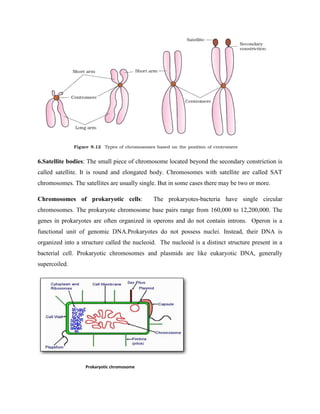 6.Satellite bodies: The small piece of chromosome located beyond the secondary constriction is
called satellite. It is round and elongated body. Chromosomes with satellite are called SAT
chromosomes. The satellites are usually single. But in some cases there may be two or more.
Chromosomes of prokaryotic cells: The prokaryotes-bacteria have single circular
chromosomes. The prokaryote chromosome base pairs range from 160,000 to 12,200,000. The
genes in prokaryotes are often organized in operons and do not contain introns. Operon is a
functional unit of genomic DNA.Prokaryotes do not possess nuclei. Instead, their DNA is
organized into a structure called the nucleoid. The nucleoid is a distinct structure present in a
bacterial cell. Prokaryotic chromosomes and plasmids are like eukaryotic DNA, generally
supercoiled.
Prokaryotic chromosome
 