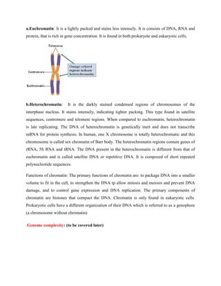 a.Euchromatin: It is a lightly packed and stains less intensely. It is consists of DNA, RNA and
protein, that is rich in gene concentration. It is found in both prokaryote and eukaryotic cells.
b.Heterochromatin: It is the darkly stained condensed regions of chromosomes of the
interphase nucleus. It stains intensely, indicating tighter packing. This type found in satellite
sequences, centromere and telomere regions. When compared to euchromatin, heterochromatin
is late replicating. The DNA of heterochromatin is genetically inert and does not transcribe
mRNA for protein synthesis. In human, one X chromosome is totally heterochromatic and this
chromosome is called sex chromatin of Barr body. The heterochromatin regions contain genes of
rRNA, 5S RNA and tRNA. The DNA present in the heterochromatin is different from that of
euchromatin and is called satellite DNA or repetitive DNA. It is composed of short repeated
polynucleotide sequences.
Functions of chromatin: The primary functions of chromatin are: to package DNA into a smaller
volume to fit in the cell, to strengthen the DNA tp allow mitosis and meiosis and prevent DNA
damage, and to control gene expression and DNA replication. The primary components of
chromatin are histones that compact the DNA. Chromatin is only found in eukaryotic cells.
Prokaryotic cells have a different organization of their DNA which is referred to as a genophore
(a chromosome without chromatin)
.Genome complexity: (to be covered later)
 