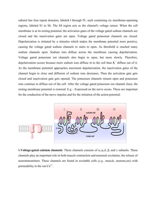 subunit has four repeat domains, labeled I through IV, each containing six membrane-spanning
regions, labeled S1 to S6. The S4 region acts as the channel's voltage sensor. When the cell
membrane is at its resting potential, the activation gates of the voltage gated sodium channels are
closed and the inactivation gates are open. Voltage gated potassium channels are closed.
Depolarization is initiated by a stimulus which makes the membrane potential more positive,
causing the voltage gated sodium channels to starts to open. As threshold is reached many
sodium channels open. Sodium ions diffuse across the membrane causing depolarization.
Voltage gated potassium ion channels also begin to open, but more slowly. Therefore,
depolarization occurs because more sodium ions diffuse in to the cell than K+
diffuse out of it.
As the membrane potential approaches maximum depolarization, the inactivation gates of the
channel begin to close and diffusion of sodium ions decreases. Then the activation gate gets
closed and inactivation gate gets opened. The potassium channels remain open and potassium
ions continue to diffuse out of the cell. After the voltage gated potassium ion channel close, the
resting membrane potential is restored. E.g – Expressed on the nerve axons. These are important
for the conduction of the nerve impulse and for the initiation of the action potential.
b.Voltage-gated calcium channels: These channels consists of α1,α2,δ, β, and γ subunits. These
channels play an important role in both muscle contraction and neuronal excitation, the release of
neurotransmitters. These channels are found in excitable cells (e.g., muscle, neurons,etc) with
permeability to the ion Ca2+
.
 