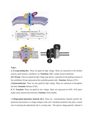 Types-.
a. L-Long lasting-slow. These are gated by high voltage. These are expressed on the skeletal
muscles, heart muscles, osteoblasts, etc. Functions- SMC, cardiac muscle contraction.
b.P-/ Q type- These are gated by high voltage type and are expressed on the purkinje neurons of
the cerebellum. Q type expressed on the cerebellar granule cells. Function- Release of NTs.
c.N(neuronal)-type- These are also gated by high voltage. These are expressed on throughout
the brain. Function- Release of NTs.
d. T- Transient- These are gated by low voltage. These are expressed on SAN, AVN (pace
maker cells), neurons and osteocytes. Function- Sinus rhythm.
c.Voltage-gated potassium channels (KV): These are transmembrane channels specific for
potassium and sensitive to voltage changes in the cell’s membrane potential, they play a crucial
role in returning the depolarized cell to a resting state. The typical voltage-gated K. channel is
 