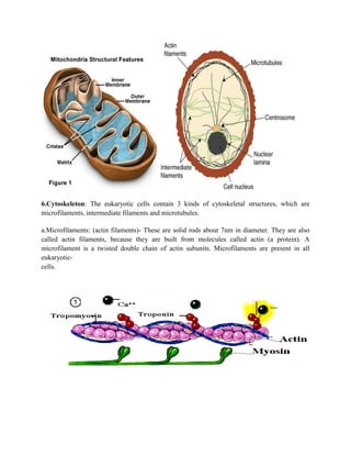 6.Cytoskeleton: The eukaryotic cells contain 3 kinds of cytoskeletal structures, which are
microfilaments, intermediate filaments and microtubules.
a.Microfilaments: (actin filaments)- These are solid rods about 7nm in diameter. They are also
called actin filaments, because they are built from molecules called actin (a protein). A
microfilament is a twisted double chain of actin subunits. Microfilaments are present in all
eukaryotic-
cells.
 