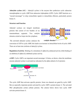 Adenylate cyclase (AC) - Adenylyl cyclase is the enzyme that synthesizes cyclic adenosine
monophosphate or cyclic AMP from adenosine triphosphate (ATP). Cyclic AMP functions as a
“second messenger” to relay extracellular signals to intracellular effectors, particularly protein
kinase A.
Structure and Function
Adenylyl cyclases are integral membrane
proteins that consist of two bundles of six
transmembrane segments. Two catalytic
domains extend as loops into the cytoplasm.
The activated adenylyl cyclase catalyses the
conversion of ATP to cyclic AMP, this leads to an increase in intracellular levels of cyclic AMP.
There are at least nine isoforms of adenylyl cyclase.
Regulation of activity- Binding of a stimulatory G alpha (Gs) enhanced activity while binding of
an inhibitory G alpha (Gi) inhibited cyclase activity.
cAMP- Cyclic AMP is an important second messenger. It forms, as shown, when the membrane
enzyme adenylyl cyclase is activated (as indicated, by the alpha subunit of a G protein).
The cyclic AMP then activates specific proteins. Some ion channels are gated by cyclic AMP.
But an especially important protein activated by cyclic AMP is protein kinase A. The activated
PKC phosphorylate certain cellular proteins. The scheme below shows how cyclic AMP
activates protein kinase A.
 