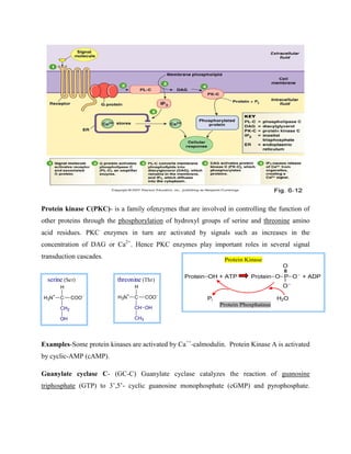 Protein kinase C(PKC)- is a family ofenzymes that are involved in controlling the function of
other proteins through the phosphorylation of hydroxyl groups of serine and threonine amino
acid residues. PKC enzymes in turn are activated by signals such as increases in the
concentration of DAG or Ca2+
. Hence PKC enzymes play important roles in several signal
transduction cascades.
Examples-Some protein kinases are activated by Ca++
-calmodulin. Protein Kinase A is activated
by cyclic-AMP (cAMP).
Guanylate cyclase C- (GC-C) Guanylate cyclase catalyzes the reaction of guanosine
triphosphate (GTP) to 3’,5’- cyclic guanosine monophosphate (cGMP) and pyrophosphate.
Protein Kinase
O
ProteinOH + ATP ProteinOPO
+ ADP
O
Pi H2O
Protein Phosphatase
H3N+
C COO
CH2
OH
H
serine (Ser)
H3N+
C COO
CH OH
CH3
H
threonine (Thr)
 