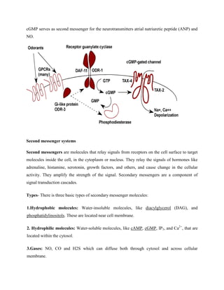 cGMP serves as second messenger for the neurotransmitters atrial natriuretic peptide (ANP) and
NO.
Second messenger systems
Second messengers are molecules that relay signals from receptors on the cell surface to target
molecules inside the cell, in the cytoplasm or nucleus. They relay the signals of hormones like
adrenaline, histamine, serotonin, growth factors, and others, and cause change in the cellular
activity. They amplify the strength of the signal. Secondary messengers are a component of
signal transduction cascades.
Types- There is three basic types of secondary messenger molecules:
1.Hydrophobic molecules: Water-insoluble molecules, like diacylglycerol (DAG), and
phosphatidylinositols. These are located near cell membrane.
2. Hydrophilic molecules: Water-soluble molecules, like cAMP, cGMP, IP3, and Ca2+
, that are
located within the cytosol.
3.Gases: NO, CO and H2S which can diffuse both through cytosol and across cellular
membrane.
 