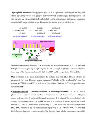 Hydrophobic molecules: Diacylglycerol (DAG)- It is a glyceride consisting of two fattyacid
chains covalently bonded to a glycerol molecule through ester linkages. Diacylglycerols ( or
diglycerides) are esters of the trihydric alcohol glycerol in which two of the hydroxyl groups are
esterified with long-chain fatty acids. They can exist in three stereochemical forms.
When neurotransmitters bind with GPCRs activate the intracellular enzyme PLC. The activated
PLC phospholipids-specially phosphatidylinositol-4,5-bisphosphate (PIP2) which is found in the
inner layer of the plasma membrane. Hydrolysis of PIP2 yields two products: DAG and IP3.
DAG-It remains in the inner membrane of the cell and bind with PKC, PKC is activated in
presence of Ca2+
ions. The other second messenger IP3 bind with SR, to release Ca2+
ions. The
released Ca2+
binds with PKC to activate it. Hence both DAG and Ca2+
are required for the
activation of PKC.
Phosphatidylinositols: Phosphatidylinositol 4,5-bisphosphate-(PIP2): It is a minor
phospholipid component of cell membrane. The most common fatty acids present in PIP2 are
stearic acid at position 1 and arachidonic acid at position 2. If a ligand like acetylcholine binds
with GPCR, activates the αq. The αqGTP sub unit of G protein activates the membrane bound
effector PLC. PIP2 is a substrate for hydrolysis by PLC. The products of this reaction are IP3 and
DAG. DAG remains on the cell membrane and in presence of Ca2+
activates PKC. The activated
PKC phosphorylate other cytosolic proteins. The phosphorylated cellular proteins are responsible
 