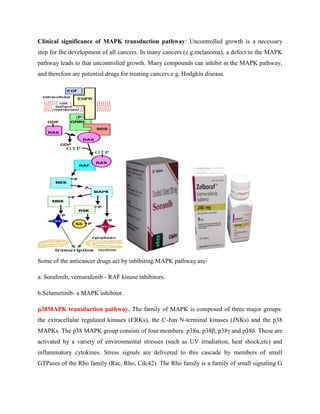 Clinical significance of MAPK transduction pathway: Uncontrolled growth is a necessary
step for the development of all cancers. In many cancers (e.g.melanoma), a defect in the MAPK
pathway leads to that uncontrolled growth. Many compounds can inhibit in the MAPK pathway,
and therefore are potential drugs for treating cancers.e.g. Hodgkin disease.
Some of the anticancer drugs act by inhibiting MAPK pathway are-
a. Sorafenib, vemurafenib - RAF kinase inhibitors.
b.Selumetinib- a MAPK inhibitor.
p38MAPK transduction pathway. The family of MAPK is composed of three major groups:
the extracellular regulated kinases (ERKs), the C-Jun N-terminal kinases (JNKs) and the p38
MAPKs. The p38 MAPK group consists of four members: p38α, p38β, p38γ and p38δ. These are
activated by a variety of environmental stresses (such as UV irradiation, heat shock,etc) and
inflammatory cytokines. Stress signals are delivered to this cascade by members of small
GTPases of the Rho family (Rac, Rho, Cdc42). The Rho family is a family of small signaling G
 