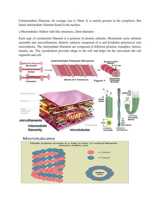 b.Intermediate filaments. Its average size is 10nm. It is mainly present in the cytoplasm. But
lamin intermediate filament found in the nucleus.
c.Microtubules: Hallow tube like structures, 24nm diameter.
Each type of cytoskeletal filament is a polymer of protein subunits. Monomeric actin subunits
assemble into microfilaments, dimeric subunits composed of α and β-tubulin polymerize into
microtubules. The intermediate filaments are composed of different proteins, examples- lamins,
keratin, etc. The cytoskeleton provides shape to the cell and helps for the movement the cell
organells and cell.
 